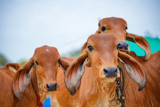 Empowering Tribal Communities in Maharashtra: A Journey of Hope and Transformation